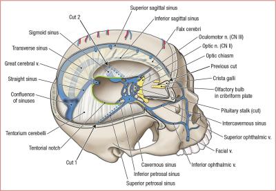 thumbs/Dural Venous Sinuses.jpeg.jpg